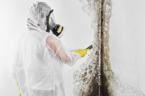 Reliable Mount Hope, WV Mold Remediation Solutions