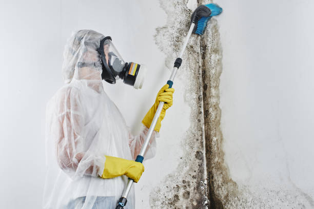 Best Attic Mold Remediation in Mount Hope, WV