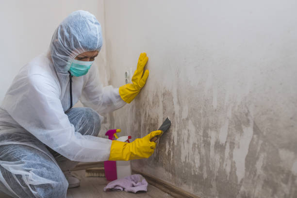 Best Mold Remediation for Specific Building Types in Mount Hope, WV