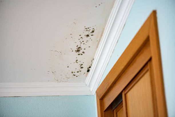 Best Mold Remediation for Schools in Mount Hope, WV