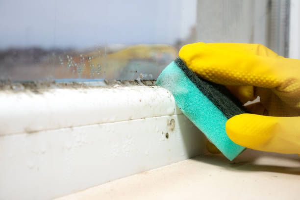 Best Health and Safety Mold Remediation in Mount Hope, WV