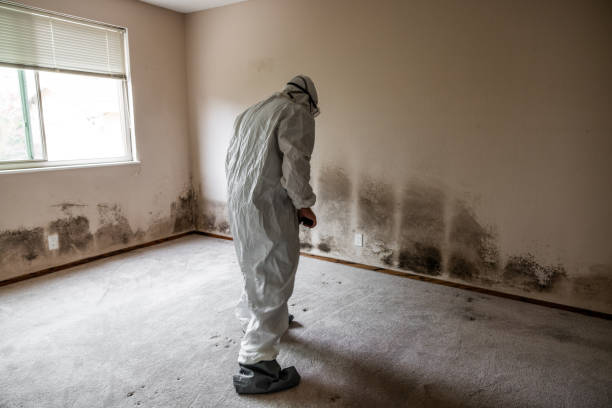 Best Crawl Space Mold Remediation in Mount Hope, WV