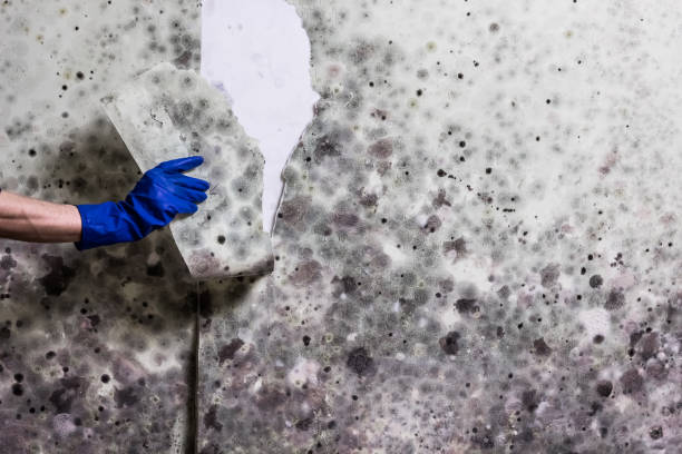 Best Basement Mold Remediation in Mount Hope, WV