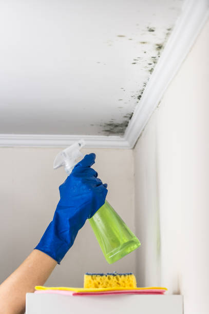 Best Attic Mold Remediation in Mount Hope, WV